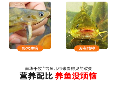 42蛋白 黄古鱼膨化漂浮料 高蛋白生长速度快 易消化吸收图2
