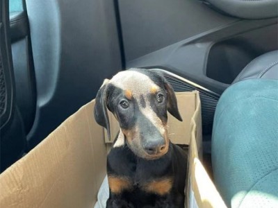 立耳护卫杜宾犬 看家护院成年狩猎犬 肌肉发达图2