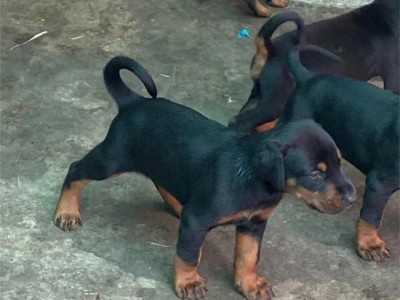 立耳护卫杜宾犬 看家护院成年狩猎犬 肌肉发达图5
