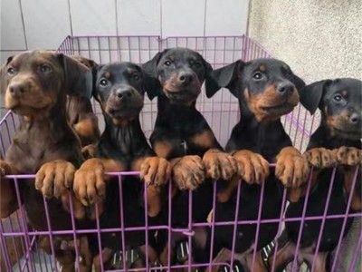 立耳护卫杜宾犬 看家护院成年狩猎犬 肌肉发达图4