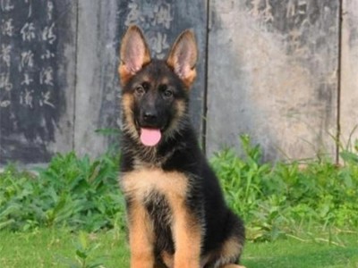 养殖成年护卫德牧幼犬 家养短毛宠物犬 运动灵活图4