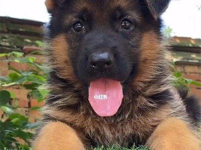 养殖成年护卫德牧幼犬 家养短毛宠物犬 运动灵活图3