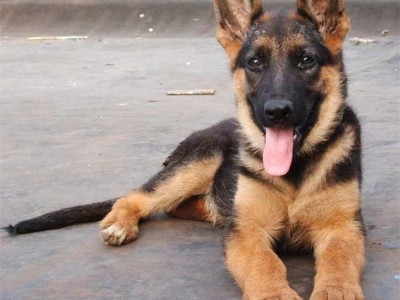 养殖成年护卫德牧幼犬 家养短毛宠物犬 运动灵活图2