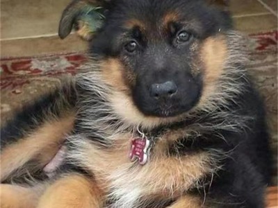 养殖成年护卫德牧幼犬 家养短毛宠物犬 运动灵活图5