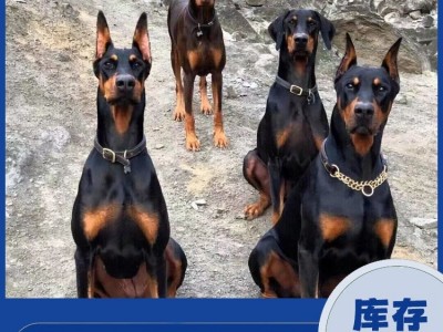 改良育肥杜宾犬 繁殖脱温护卫宠物犬 适应能力好图3