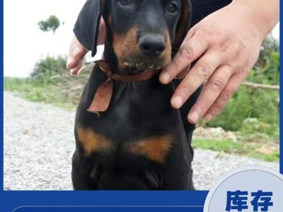 改良育肥杜宾犬 繁殖脱温护卫宠物犬 适应能力好图5