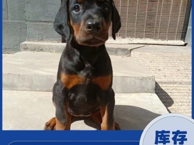 改良育肥杜宾犬 繁殖脱温护卫宠物犬 适应能力好图2