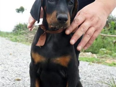 散养成年双血统杜宾犬 大骨架脱温宠物犬 行动敏捷图5