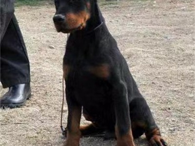 散养成年双血统杜宾犬 大骨架脱温宠物犬 行动敏捷图2