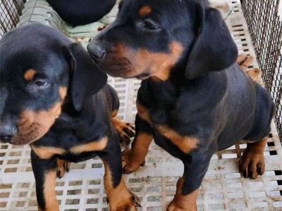 散养成年双血统杜宾犬 大骨架脱温宠物犬 行动敏捷图4