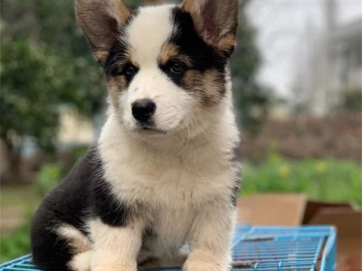 养殖成年柯基犬 家养小型短腿宠物犬 适应能力强图4