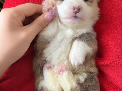 养殖成年柯基犬 家养小型短腿宠物犬 适应能力强图3