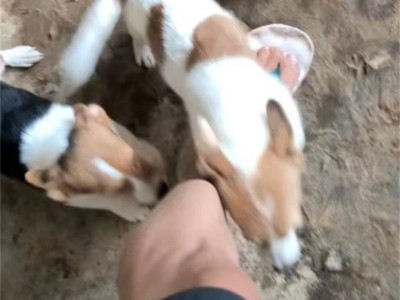 养殖成年柯基犬 家养小型短腿宠物犬 适应能力强图2