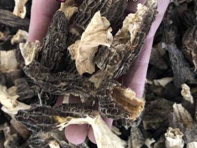 Zqv特佳云南羊肚菌干货羊肚蘑香菇羊肚菌破损新货羊肚菌碎片边角图5