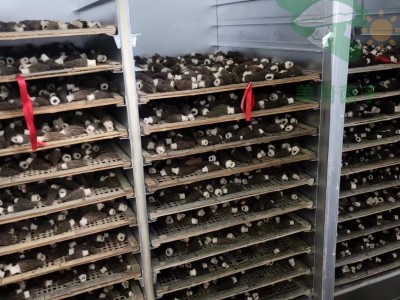 羊肚菌干货煲汤食材新鲜头茬大个头大份量菌菇蘑菇批发常规款5-8图2