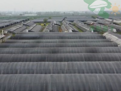 羊肚菌干货煲汤食材新鲜头茬大个头大份量菌菇蘑菇批发常规款5-8图4