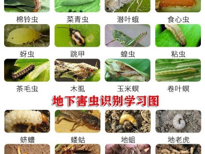 农药杀虫剂高氯甲维盐氯氟氰菊酯茶果树蓝甜夜蛾害虫高效农药蔬菜图3
