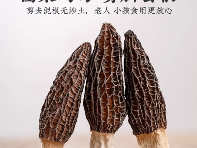 羊肚菌头茬新鲜菌菇煲汤食材特级纯干羊肚磨菇羊肚菌厂家代发干货图3