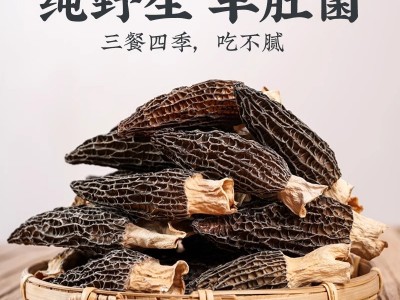 羊肚菌头茬新鲜菌菇煲汤食材特级纯干羊肚磨菇羊肚菌厂家代发干货图2