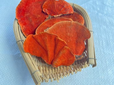 新货大货批发一件代发红栓菌牛樟芝500g包邮血灵芝朱灵芝图2