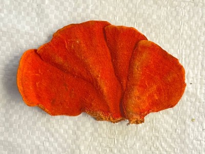 新货大货批发一件代发红栓菌牛樟芝500g包邮血灵芝朱灵芝图3