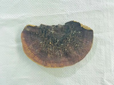 云南山货大货批发蜂窝层孔菌毛蜂窝菌龙眼梳龙眼菌野生蜂窝灵芝图2