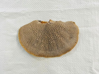 云南山货大货批发蜂窝层孔菌毛蜂窝菌龙眼梳龙眼菌野生蜂窝灵芝图3