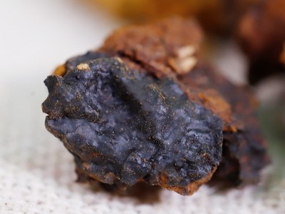 大货批发桦树茸 白桦茸颗粒 食用菌类大量供应代理批发一件代发图4