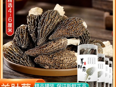 羊肚菌干货云南羊肚菌原产地整箱500g头茬羊肚菌干货大量 批发代发图2