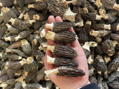 羊肚菌干货云南羊肚菌原产地整箱500g头茬羊肚菌干货大量 批发代发图4