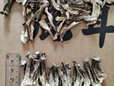 食用菌干货农产品整箱批发鹿茸菌中粗小条鹿茸菇脆脆菇一件代发图4