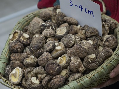 厂家直销秋载一级光面菇厚肉冬菇批发图2