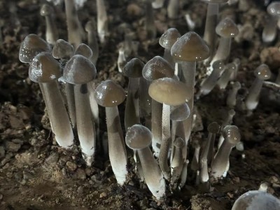 云南特产黑皮鸡枞蘑菇新鲜食用菌菇煲汤量大从优爽口食用鸡枞菌图4