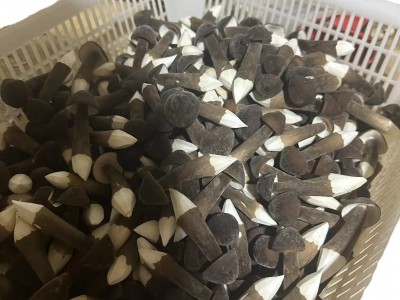云南特产黑皮鸡枞蘑菇新鲜食用菌菇煲汤量大从优爽口食用鸡枞菌图5