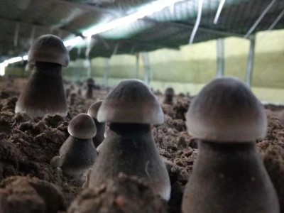 现货销售黑皮鸡枞食用菌新鲜采摘营养美味黑皮鸡枞菌蘑菇图4
