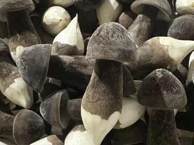 现货销售黑皮鸡枞食用菌新鲜采摘营养美味黑皮鸡枞菌蘑菇图5