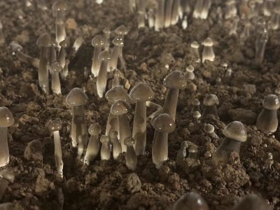 现货销售黑皮鸡枞食用菌新鲜采摘营养美味黑皮鸡枞菌蘑菇图2