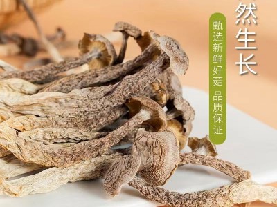 厂家直销古田鹿茸菇干货散装餐饮食材脆脆菇多种规格鹿茸菌批发图2