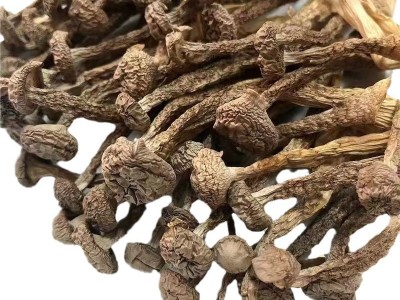 厂家直销古田鹿茸菇干货散装餐饮食材脆脆菇多种规格鹿茸菌批发图5