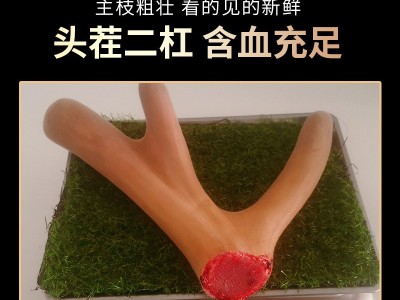 鲜鹿茸怪角东北特产鲜鹿茸煲汤泡酒整支鹿茸可连刀切鲜鹿茸图3