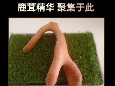 鲜鹿茸怪角东北特产鲜鹿茸煲汤泡酒整支鹿茸可连刀切鲜鹿茸图2