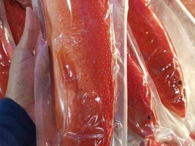 鲜冻东星斑 酒店餐饮宴席食材超低温速冻锁鲜 广州现货批发水产品图2