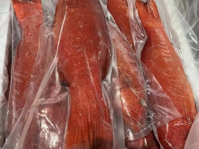 鲜冻东星斑 酒店餐饮宴席食材超低温速冻锁鲜 广州现货批发水产品图3