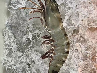 黑虎虾 鲜活速冻大虾 草虾6头 15头 20头全规格批发 冷冻水产品图2