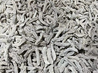野生淡干白刺参黄玉黄肉刺王黄金海参方刺参水产干货250克包邮图4