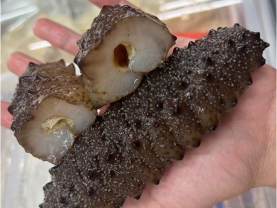 野生纯淡干黑刺王海参蓝肉参黑肉参海鲜干货滋补食材250克包邮图3