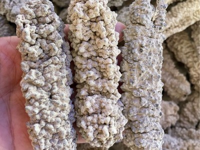 野生淡干黄玉海参滋补食材干货250克包邮图2