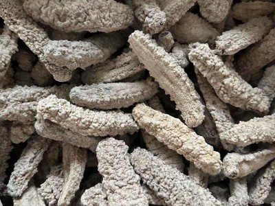 野生淡干黄玉海参滋补食材干货250克包邮图3