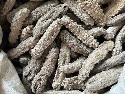 野生淡干黄玉海参滋补食材干货250克包邮图4