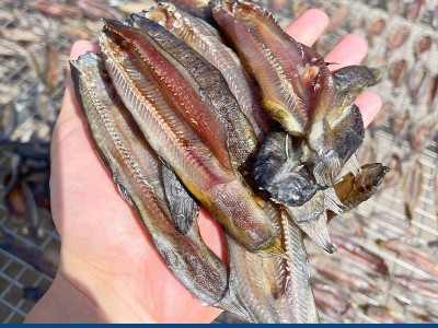 现货批发阳干泥鳅 160克淡水泥鳅干干鱼仔 自然晾晒黑干泥鳅图2